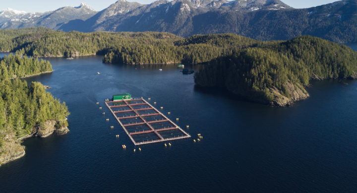 Cermaq Canada: Full transition to land-based salmon farming not viable ...