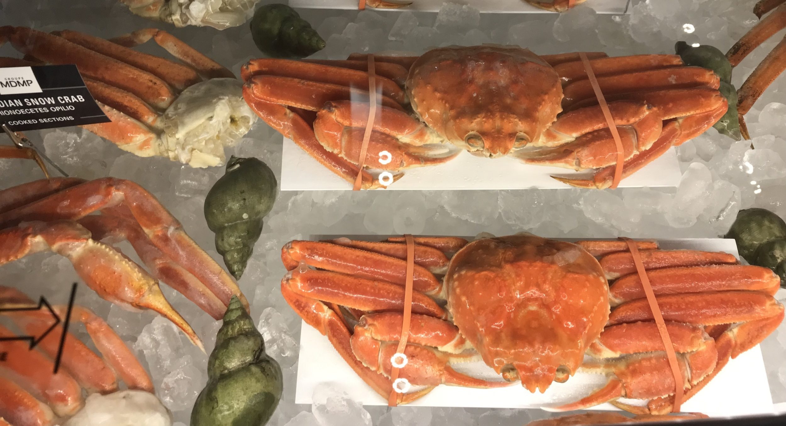 Daily Recap Canada Extends Snow Crab Season Again US Shrimp Import 