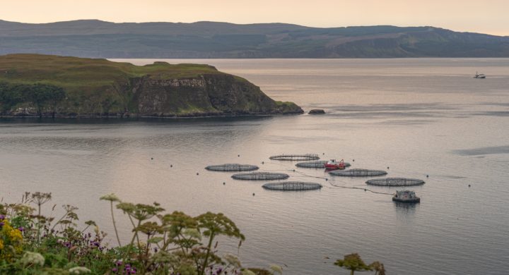 Scottish Sea Farms applies for Shetland site under new consenting ...