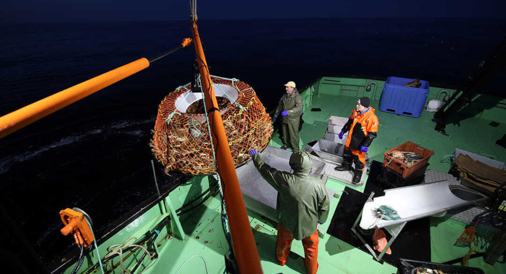 Canadas Second Largest Snow Crab Fishery To Receive Near 27 Quota Cut