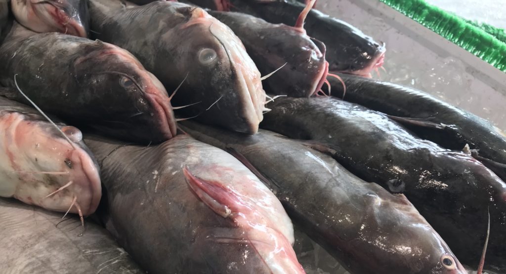 Endless supply, mud vein hurt sales of invasive blue catfish ...