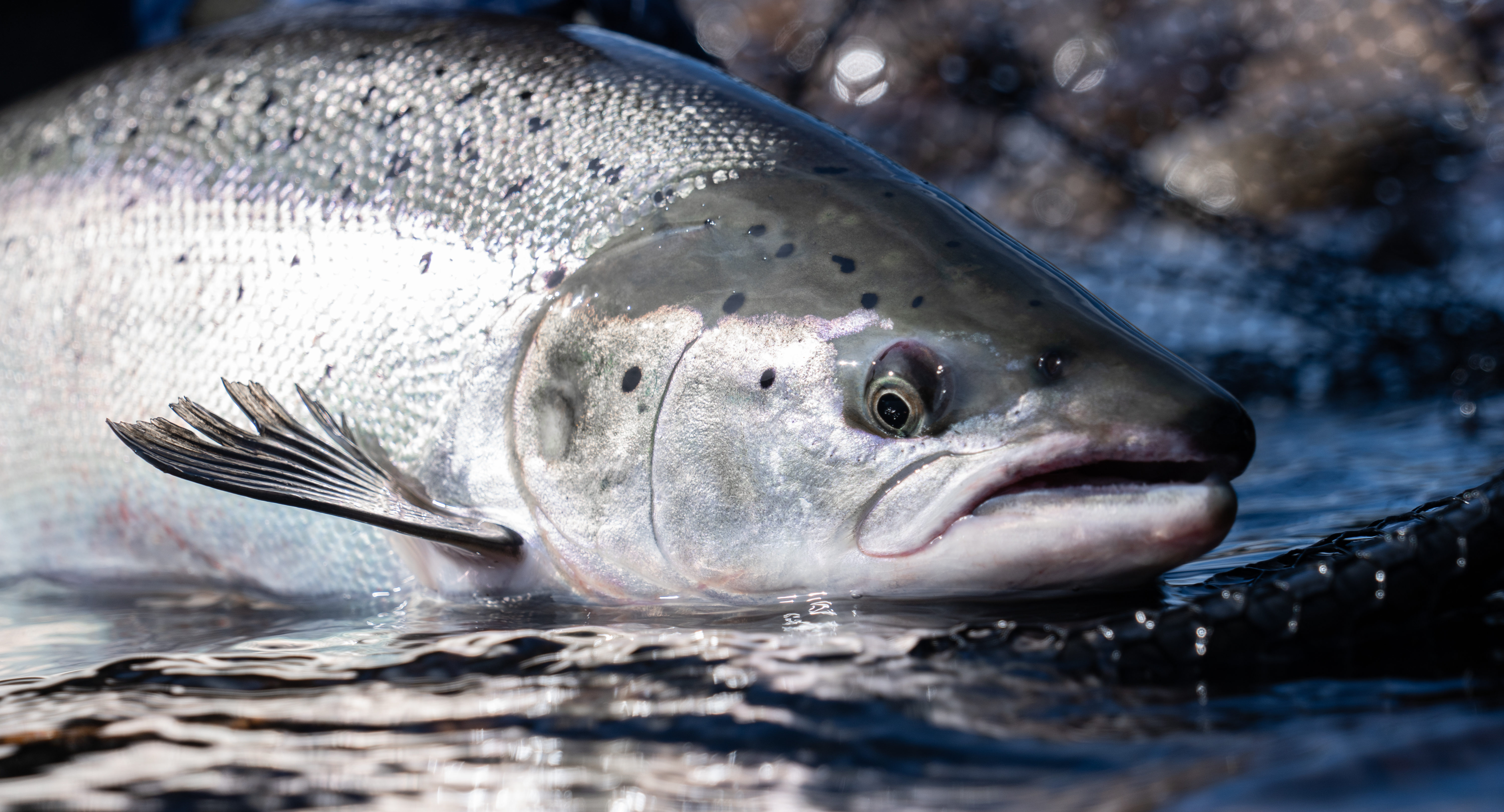 world record atlantic salmon