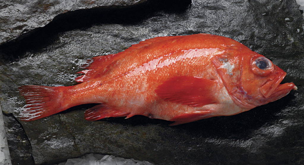 Fish Redfish China Trade,Buy China Direct From Fish Redfish