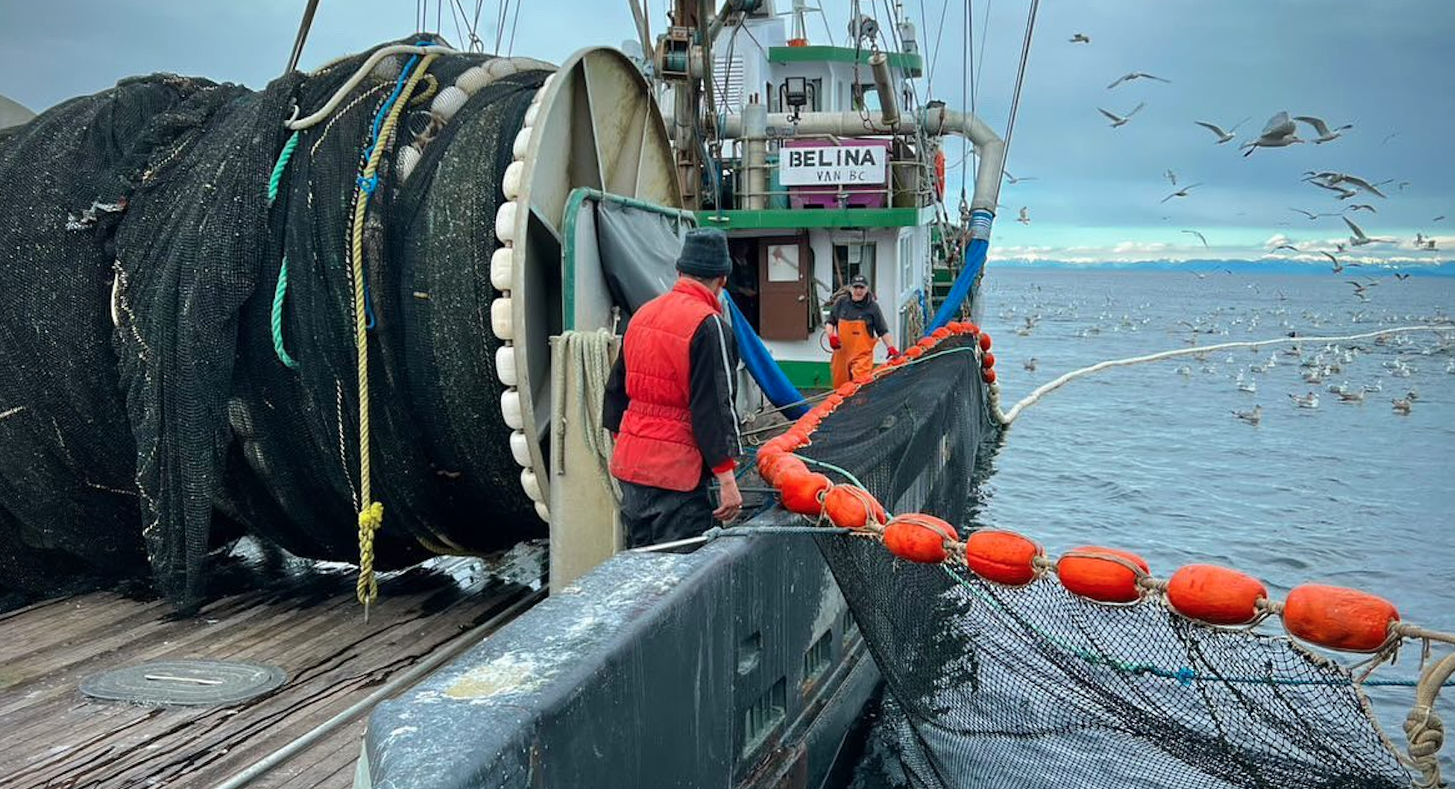 British Columbia roe herring seine catches up 36%, Alaska's TAC