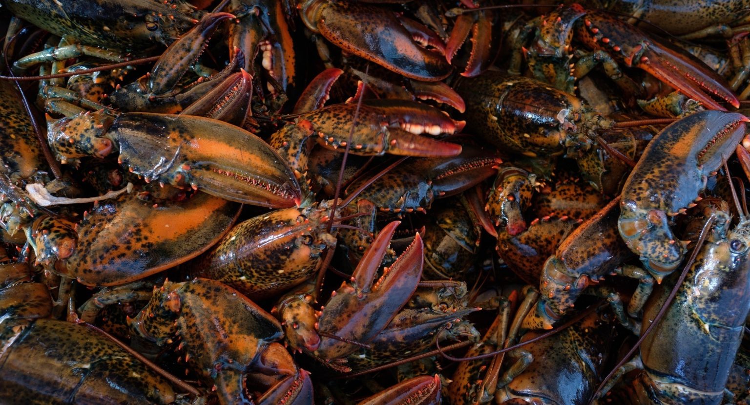 Lobsters pile up in Atlantic Canada - Undercurrent News