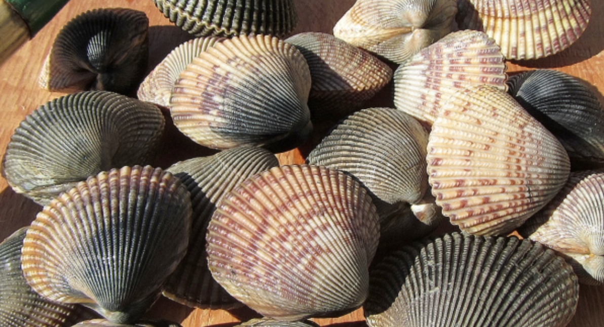 Oregon expands statewide paralytic shellfish closure to include ...