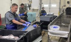 Massachusettes Environmental Police (MEP) officers measure haddock at a New Bedford processing facility. Photo from MEP Facebook page