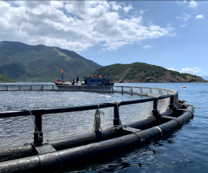 A feed barge positioned near the farm sites in a secluded bay north of Nha Trang.