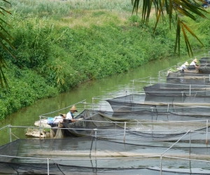 Tilapia farm