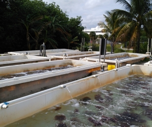 Seaweed, University of Miami Aquaculture Program. Photo: Ola Wietecha/ Undercurrent News, January 2016