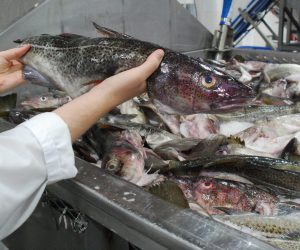 Ryan Wareham holds up a recently caught northern cod at the Icewater Seafoods plant, in Arnold’s Cove, NL.