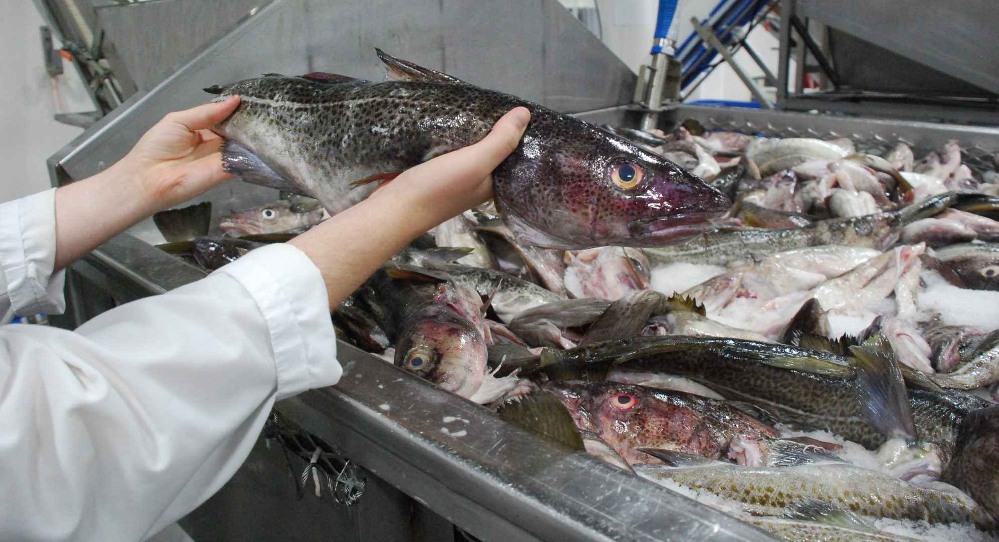 Newfoundland's northern cod