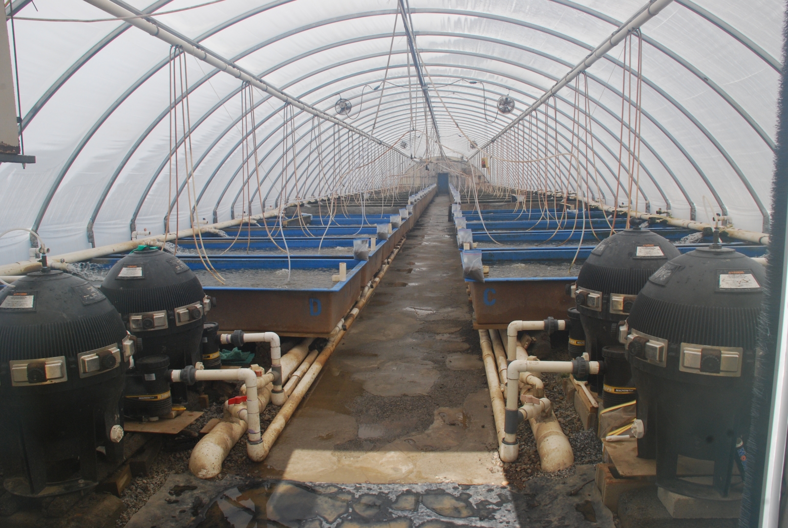 Still standing in US tilapia: Blue Ridge Aquaculture - Undercurrent News