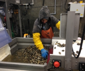 A worker sorts shellfish at Taylor Shellfish's Shelton Washington facility