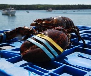 A big banded "select" lobster on a wharf near Rockland, Maine